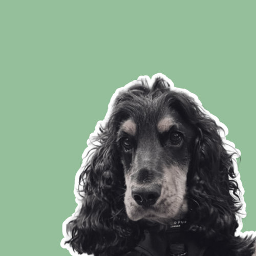 The Ad Lounge Dog Pablo